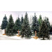 Vianočný stromček premium jedľa 150 cm SPRINGOS CT0054